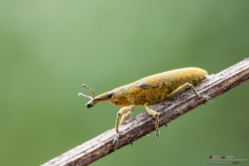 Finalmente un nasone!