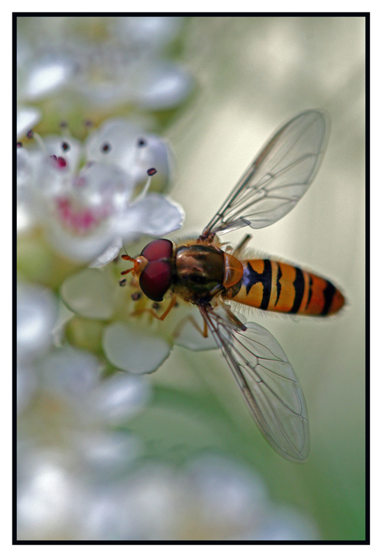 Su fiori di vetro...