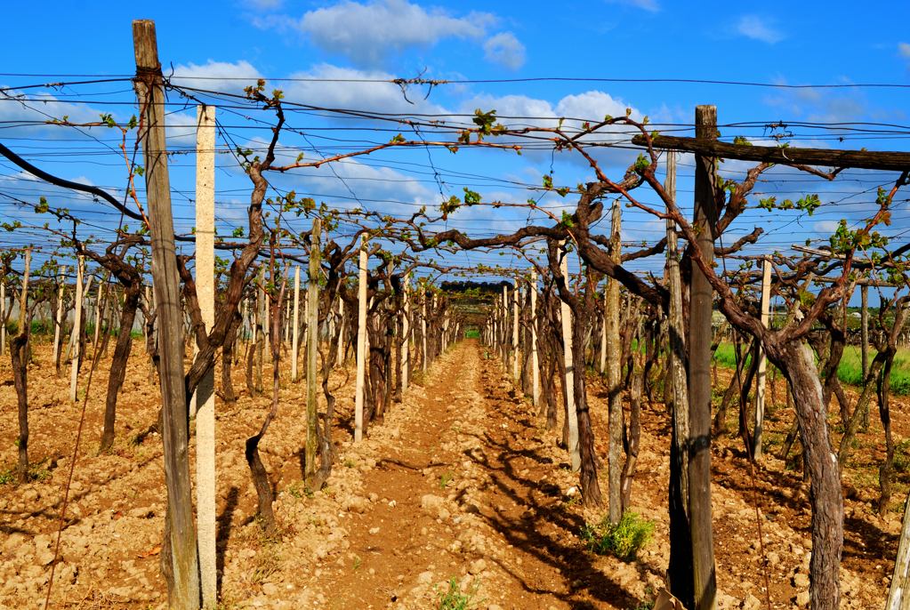 Vigneto .... risveglio!!!