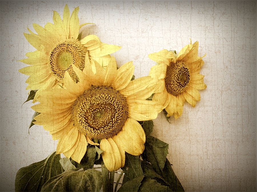 girasoli