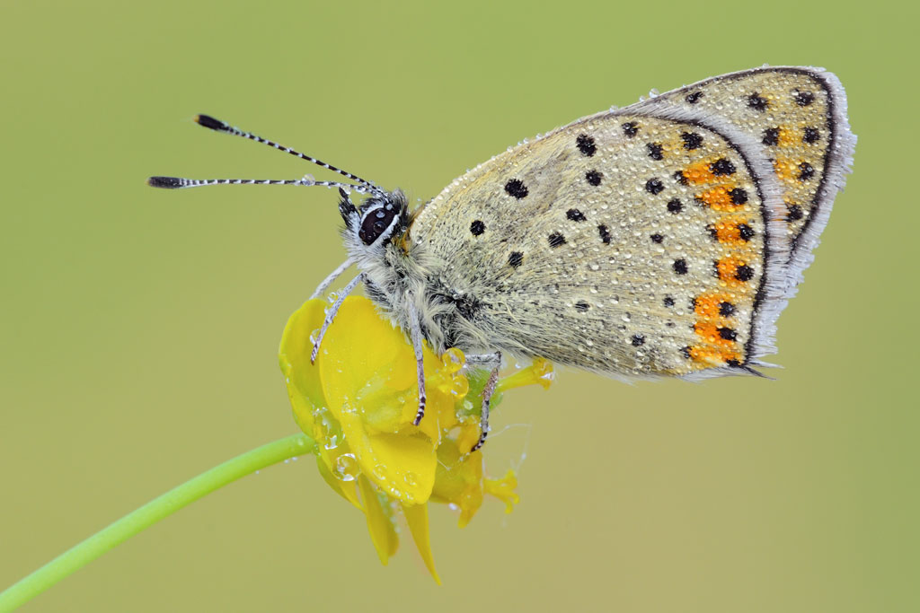 Lycaena tityrus