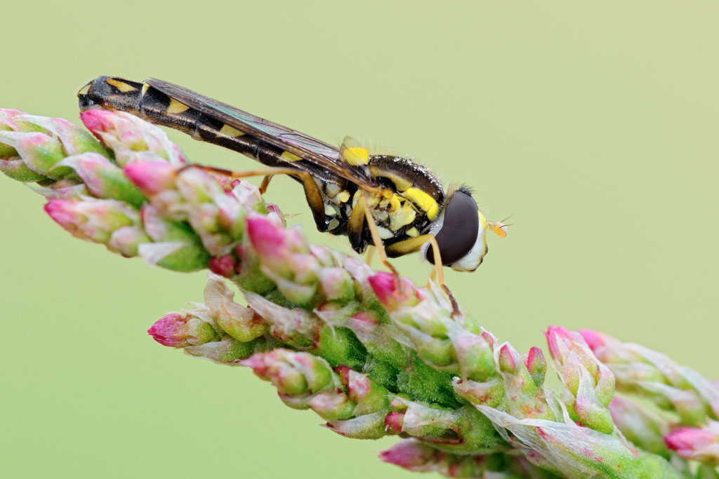 Sphaerophoria scripta