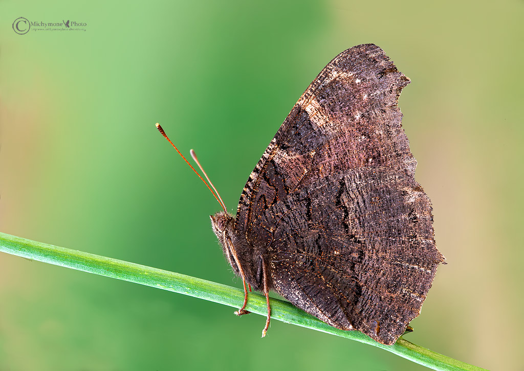 Inachis io Linnaeus, 1758...