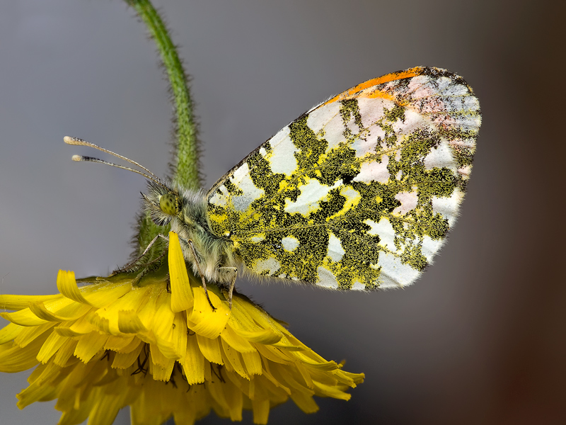 test..multiscatto...