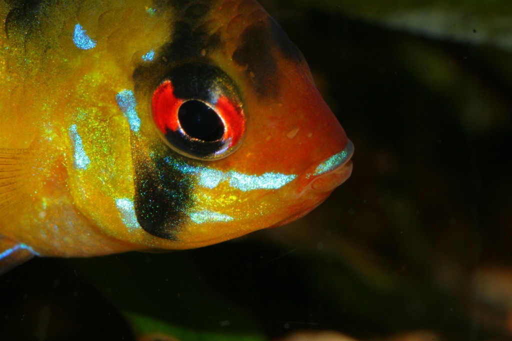 Apistogramma Ramirezi
