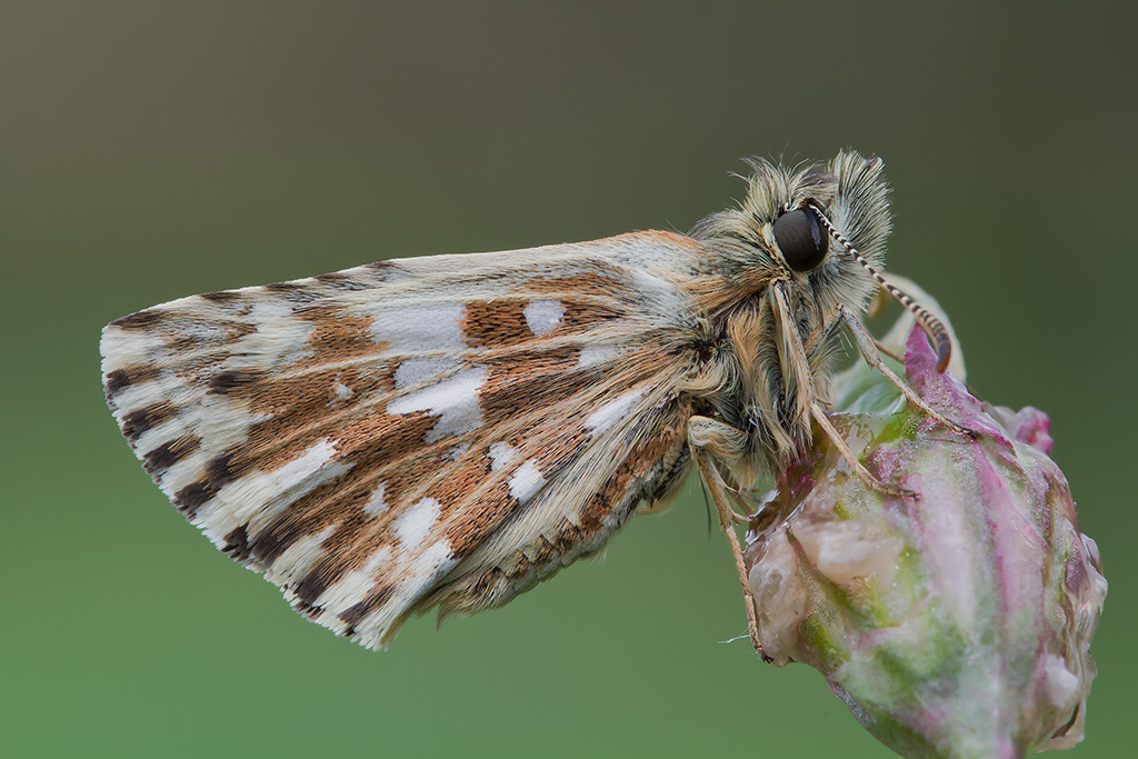 Hesperiidae Pyrgus 2�