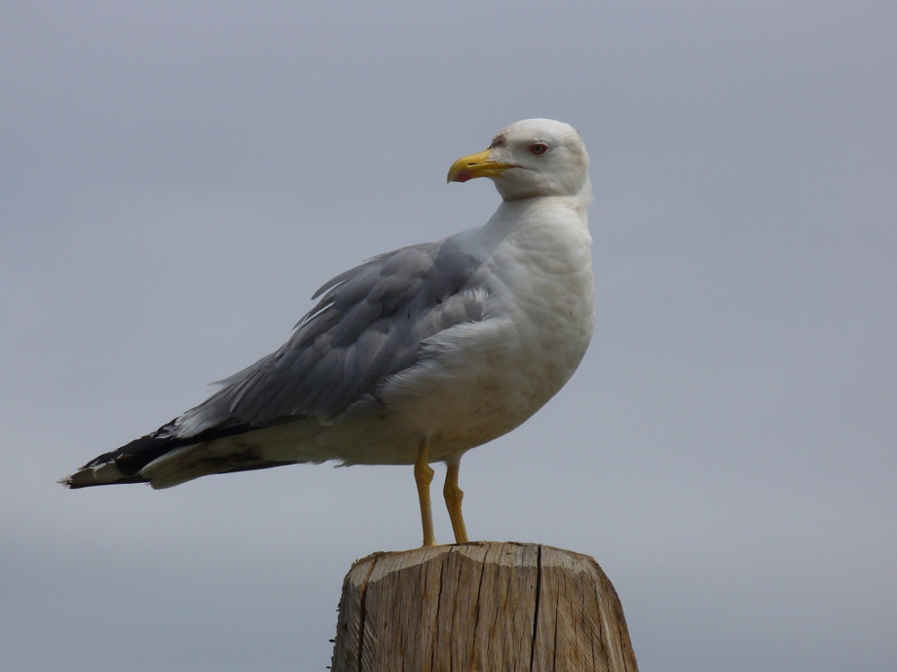 Che hai da guardare?