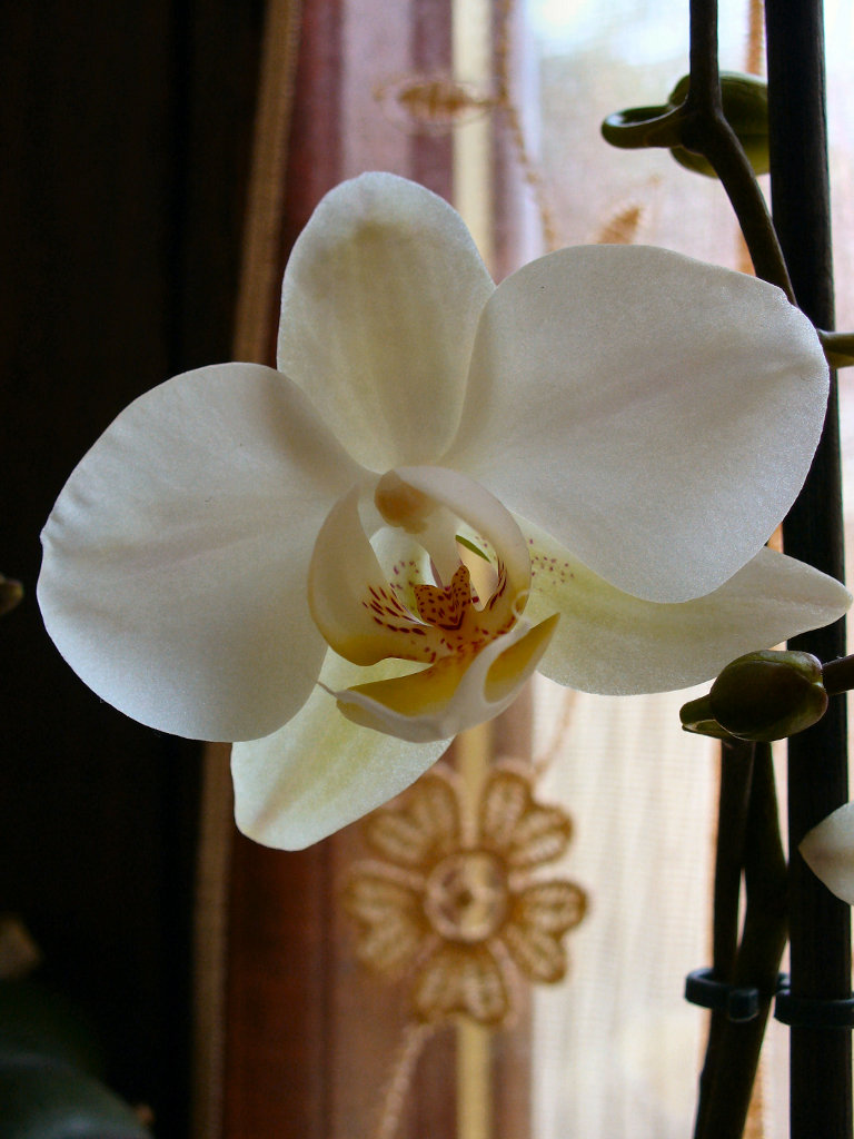 Orchidea