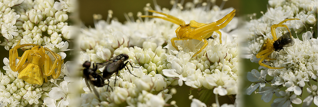 Attesa Allarme Attacco (documento)