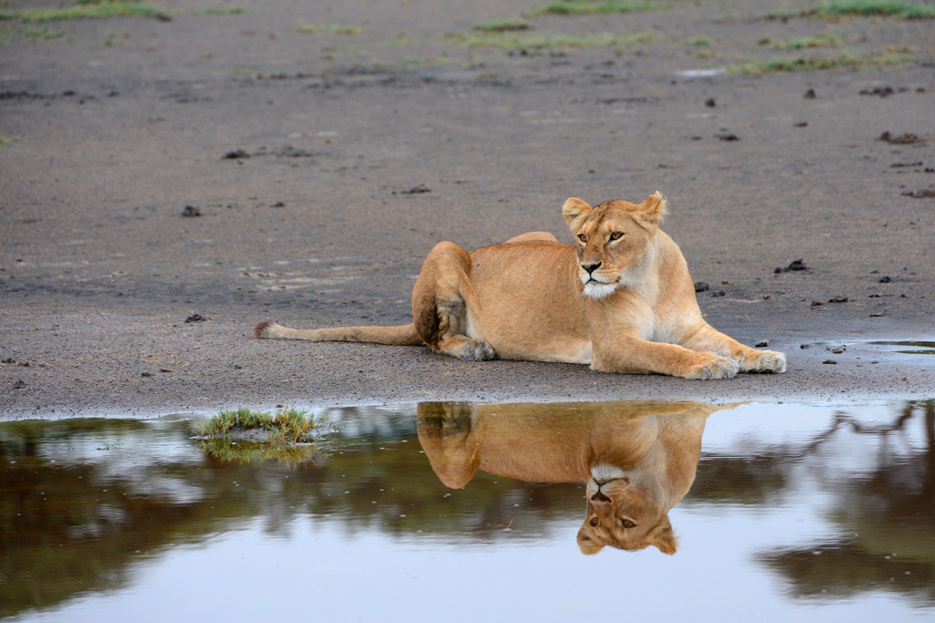 Specchio delle mie brame chi � la pi� bella del reame?