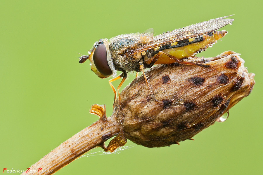 Ricoperta di goccioline...