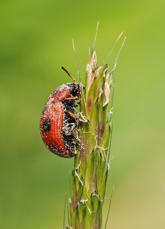 Coccinella impollinata