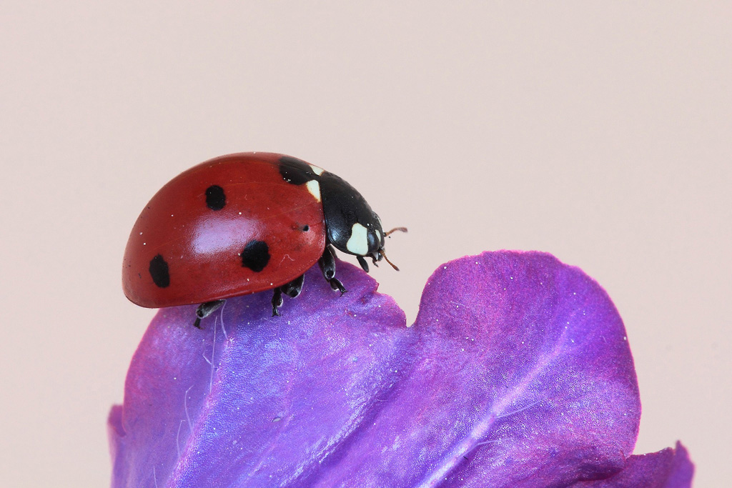 ...Erba Medica...!!!