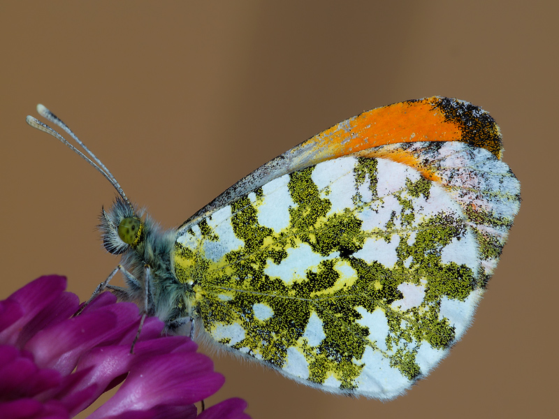 anthocharis-cardamines-maschio