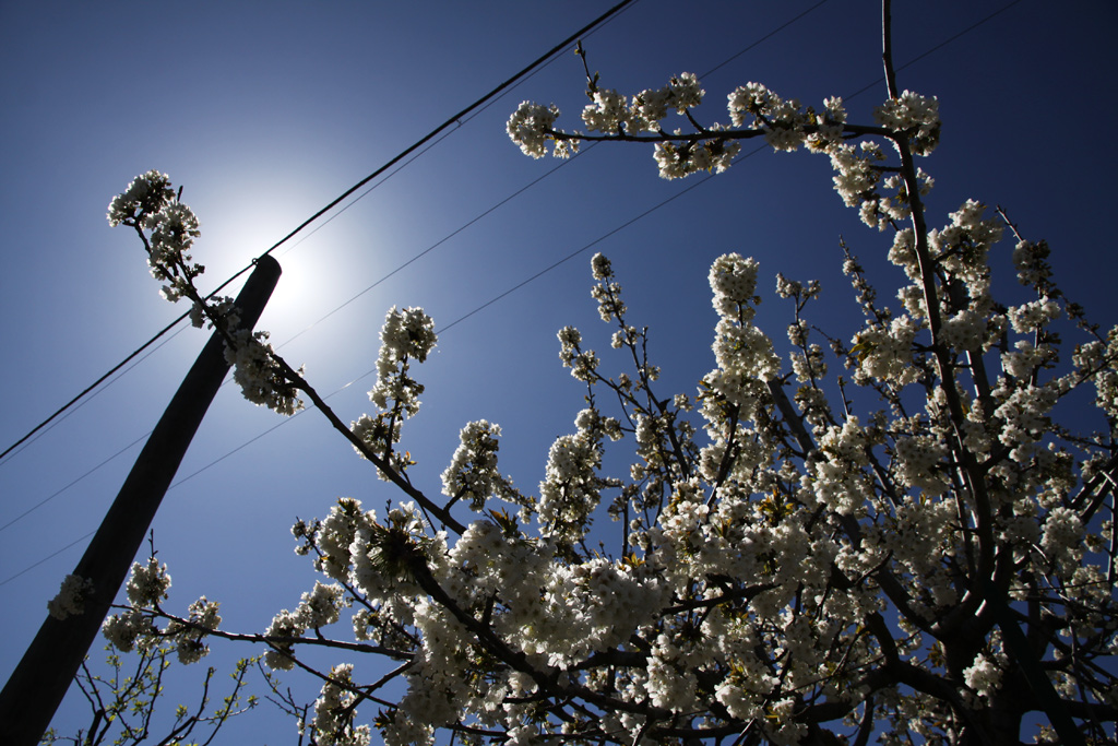 Ciliegio in fiore