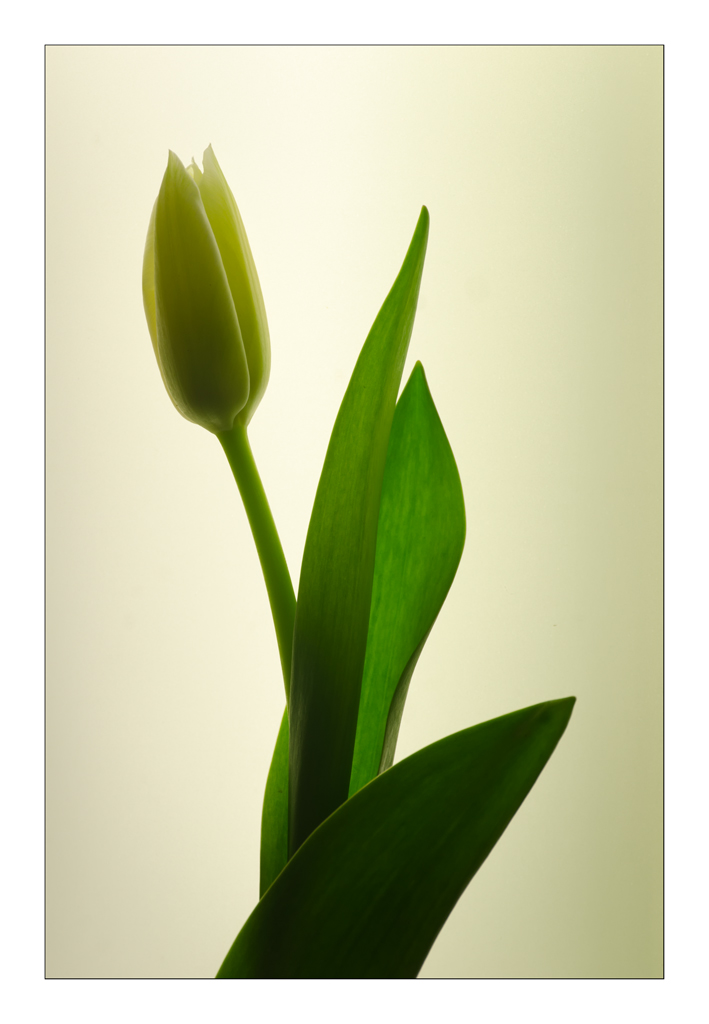 tulipano retroilluminato ....