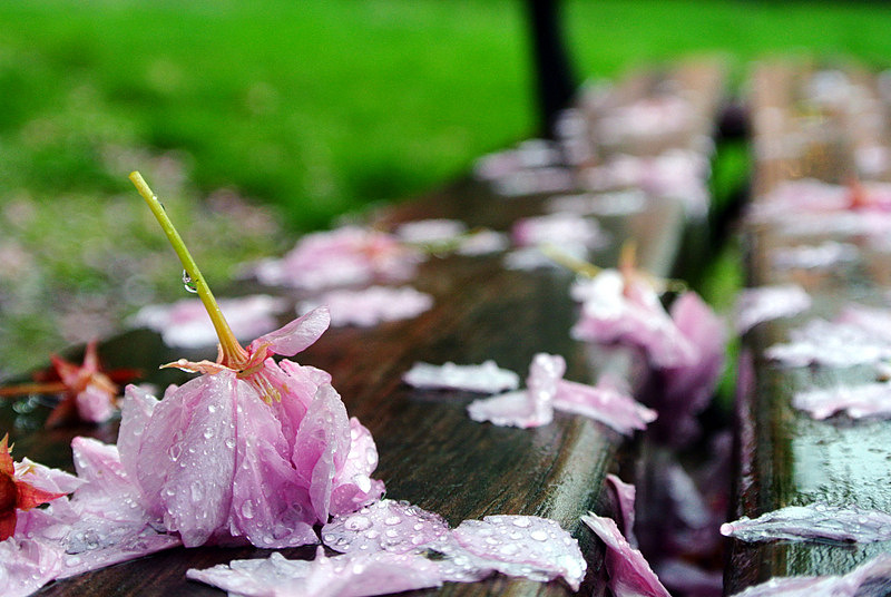In una giornata piovosa