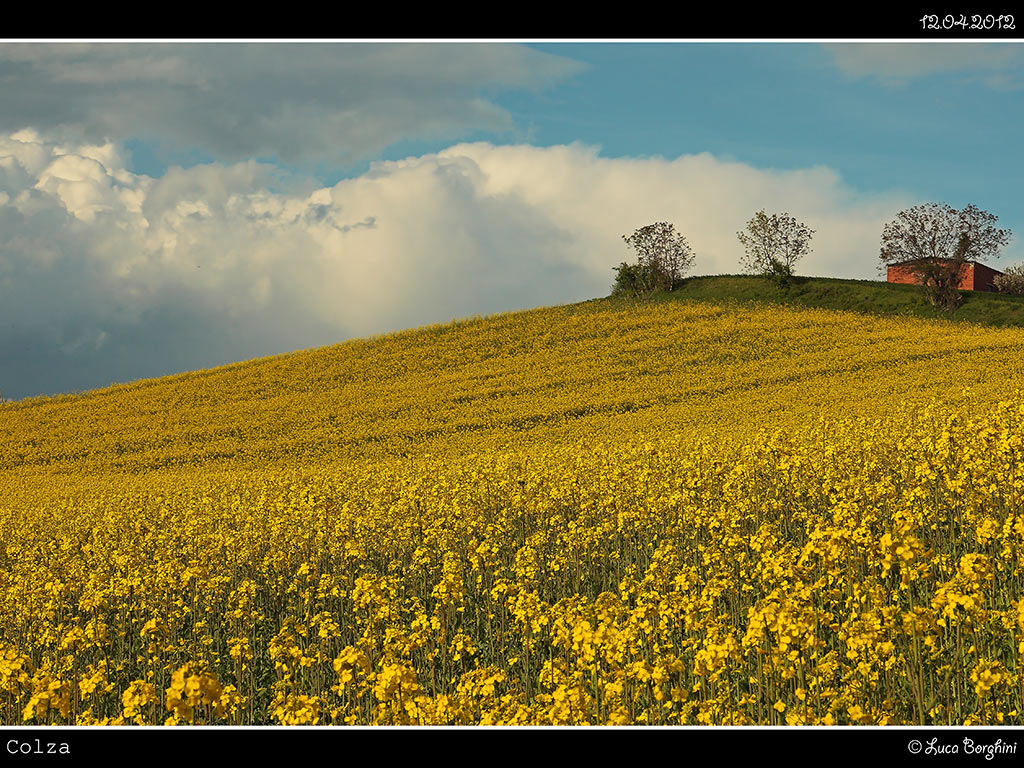 Colza # 1