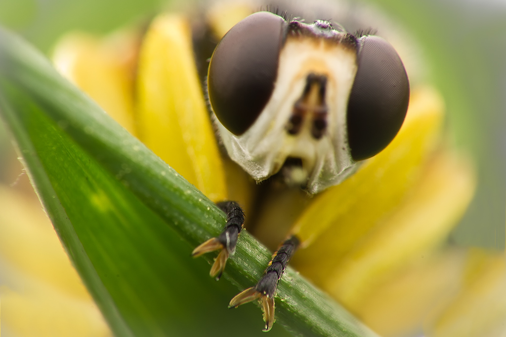 sperimentazione macro spinta