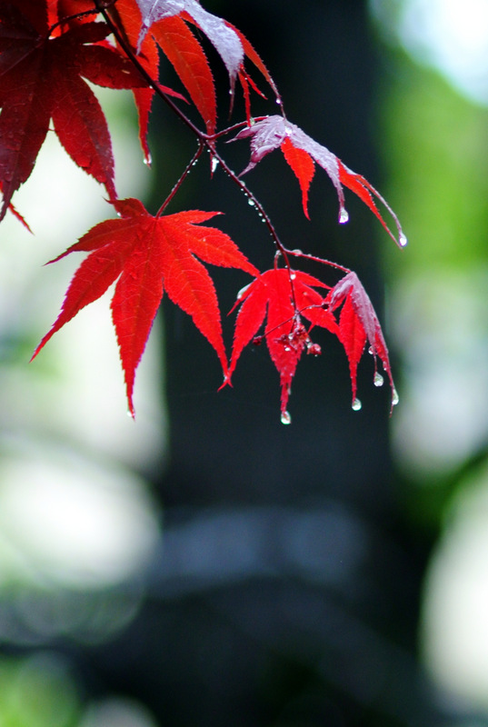 In un giorno di pioggia#2