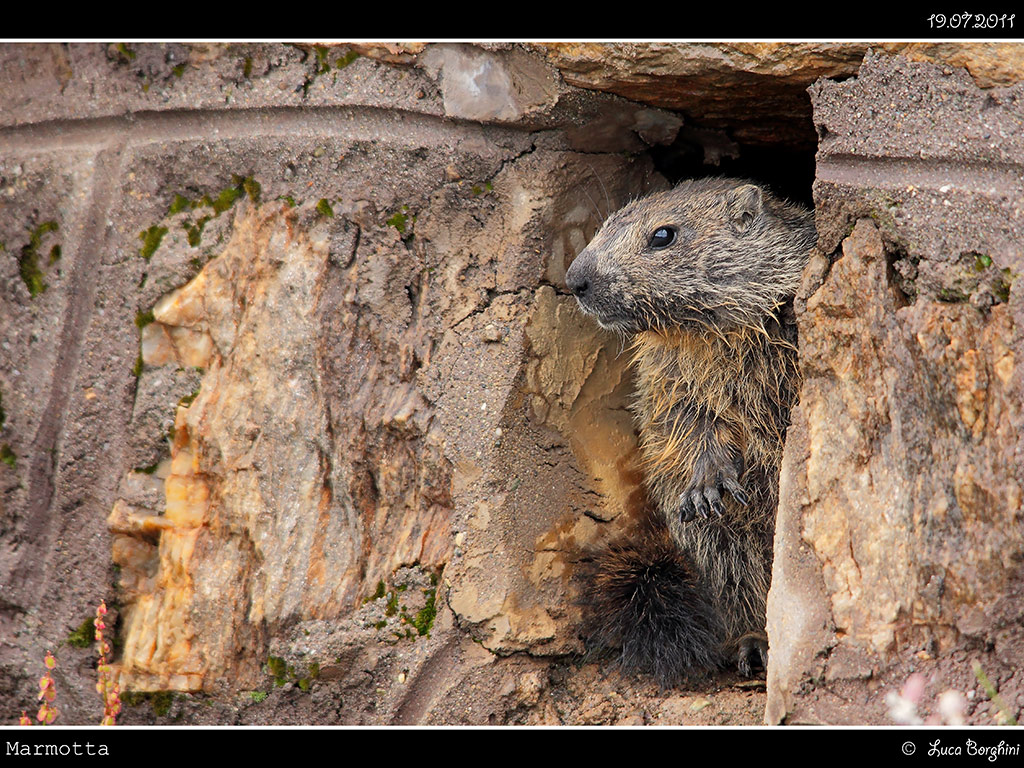 Marmotta # 5