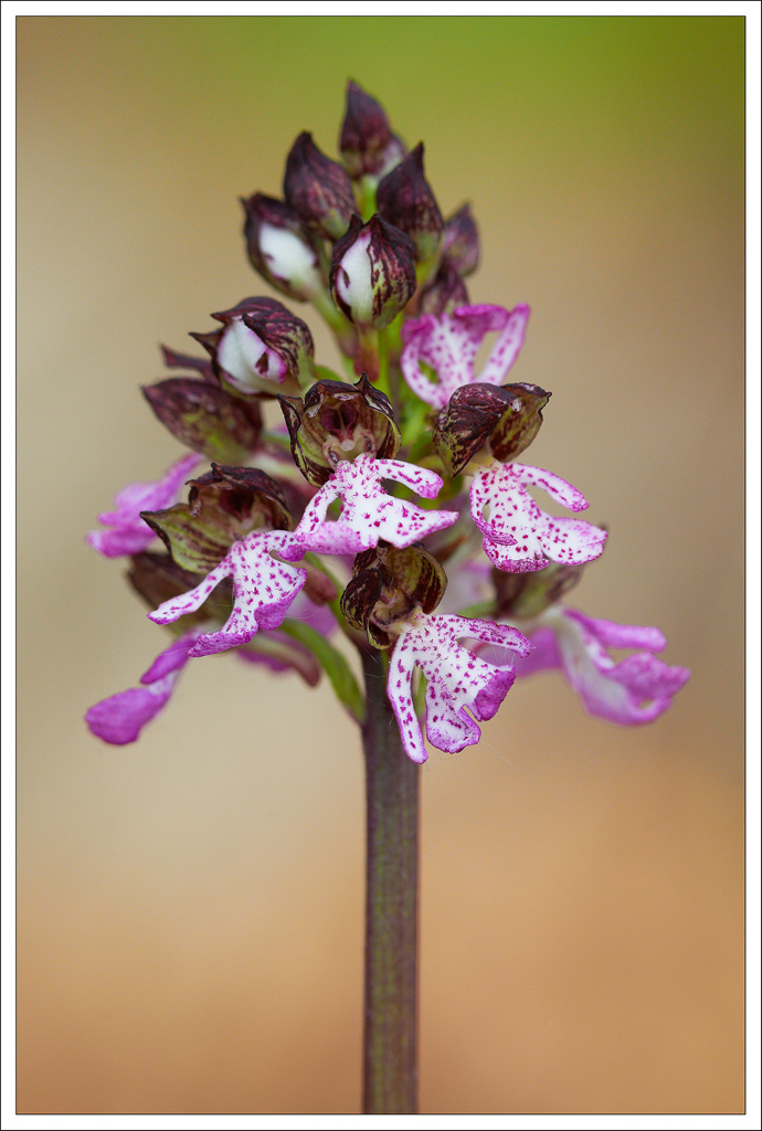 Orchis Purpurea