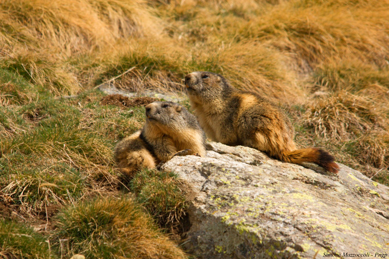 Prendendo il primo sole