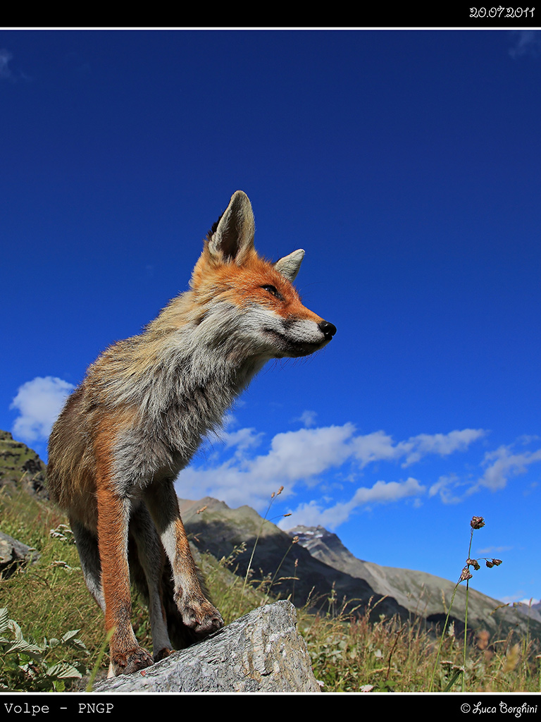 Volpe # 20