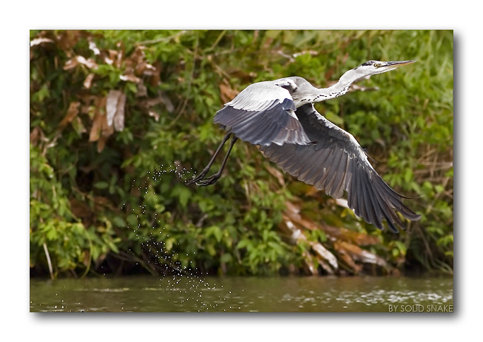 Airone Cenerino: Partenza...