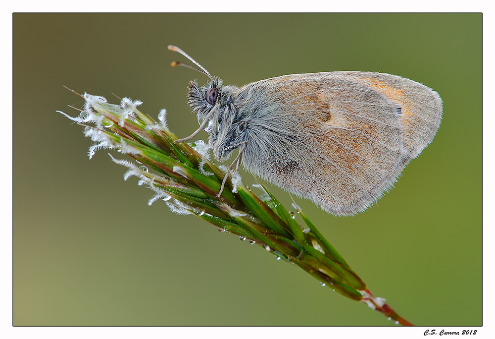 Coenonympha Pamphilus