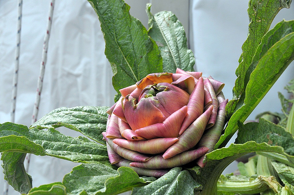 un fiore di carciofo