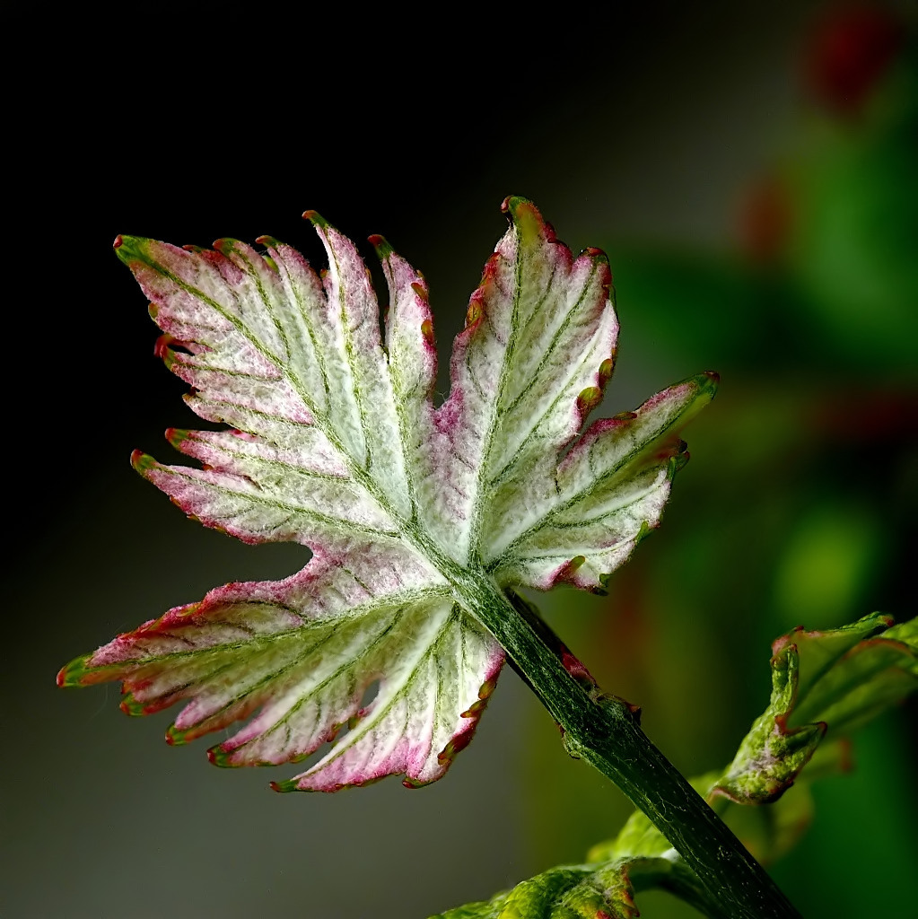 L'altra faccia della foglia!!!!!