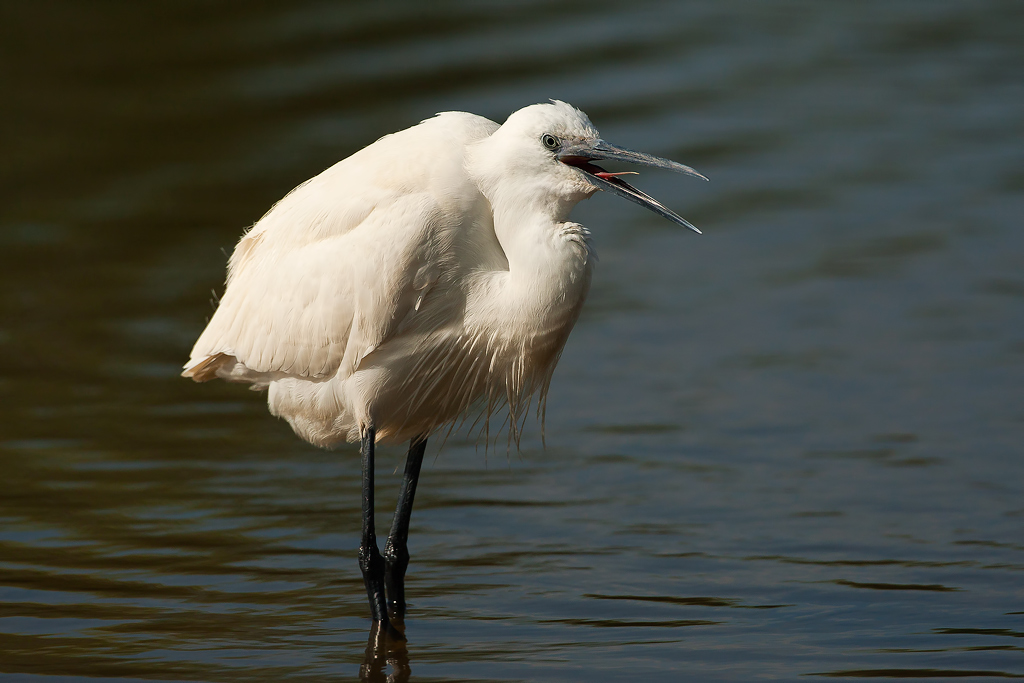 Egretta garzetta