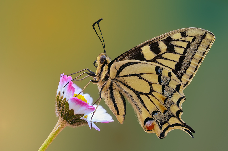 E' nata una stella...