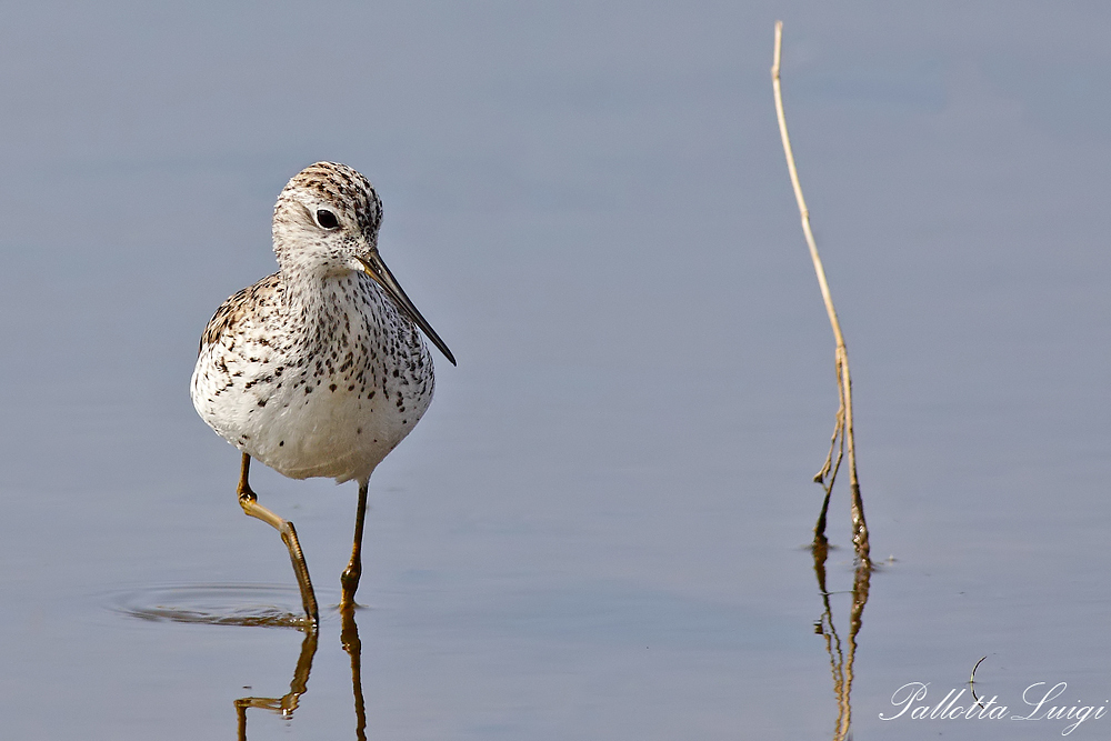 Albastrello (Tringa stagnatilis)