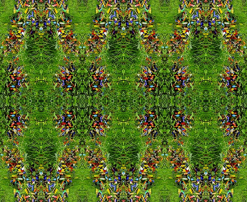 Colori tra i fili d'erba