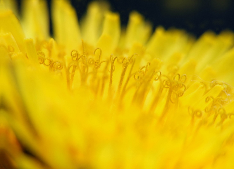 Ci provo anch'io col tarassaco