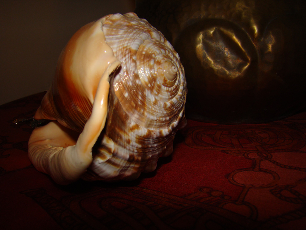 the sea in the shell