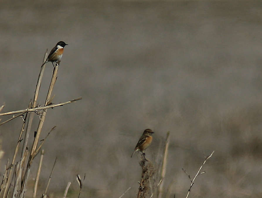coppia di saltimpalo