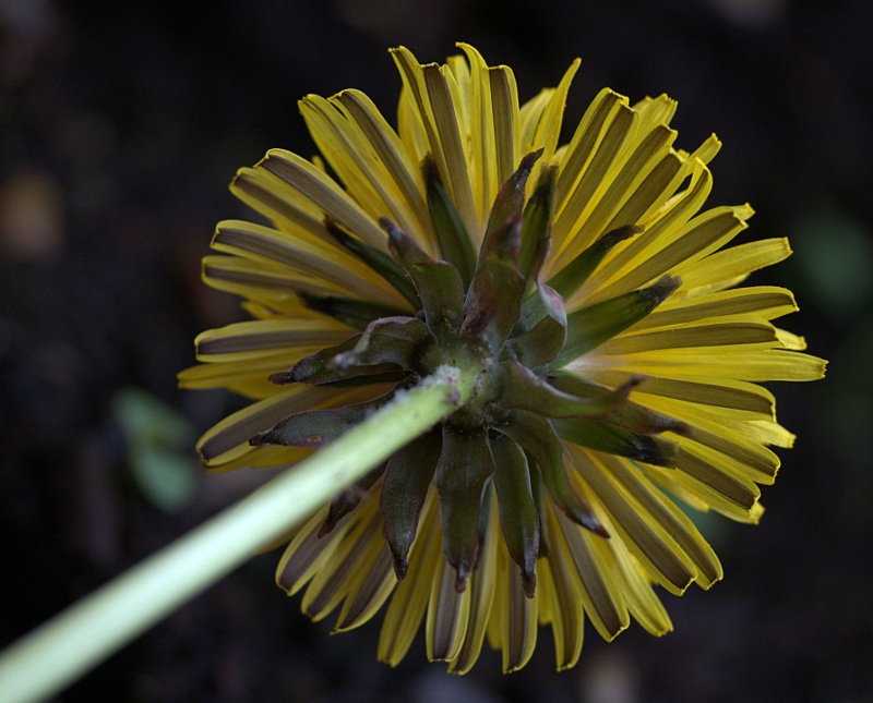 Il "lato B" del tarassaco