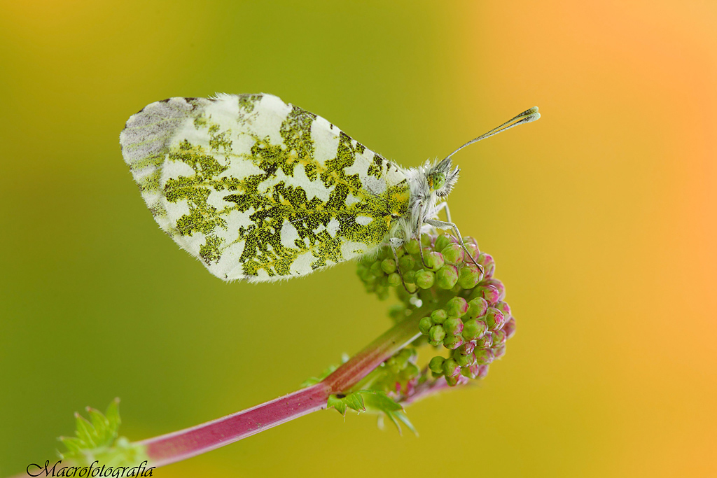 Anthocharis cardamines...