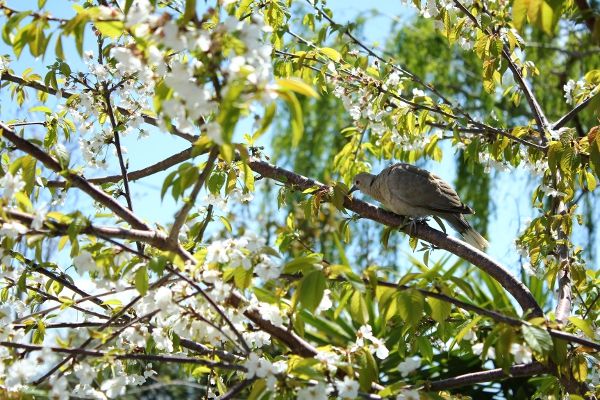 Tortorella dal collare.....