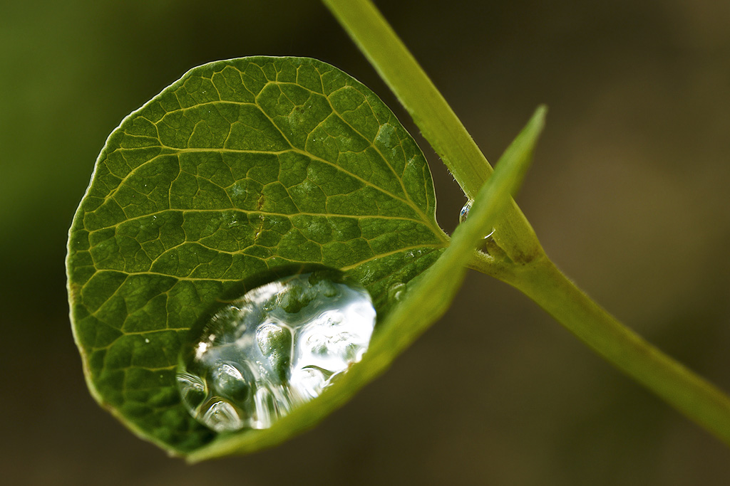 tensione superficiale