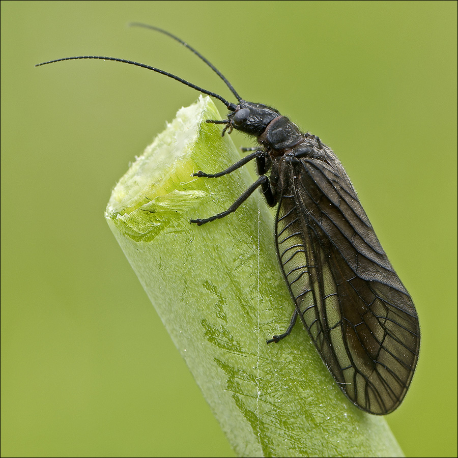 Sialidae  Sialis Fuliginosa