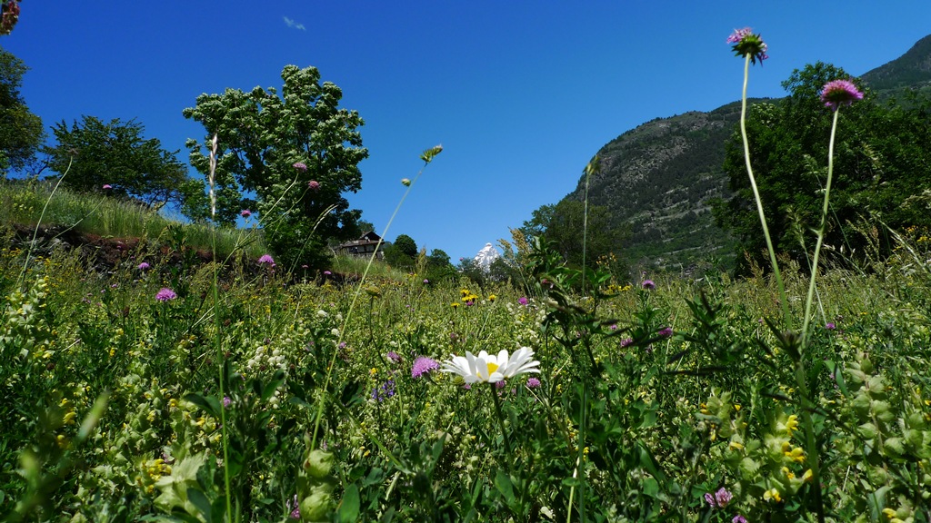 paesaggio con Monte Cervino