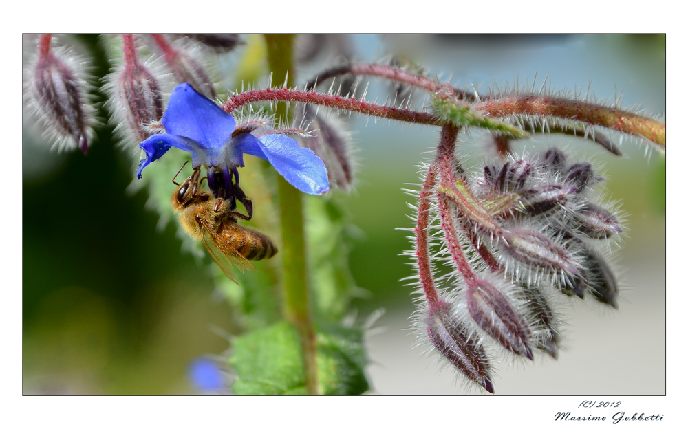 occhio alle spine!!!