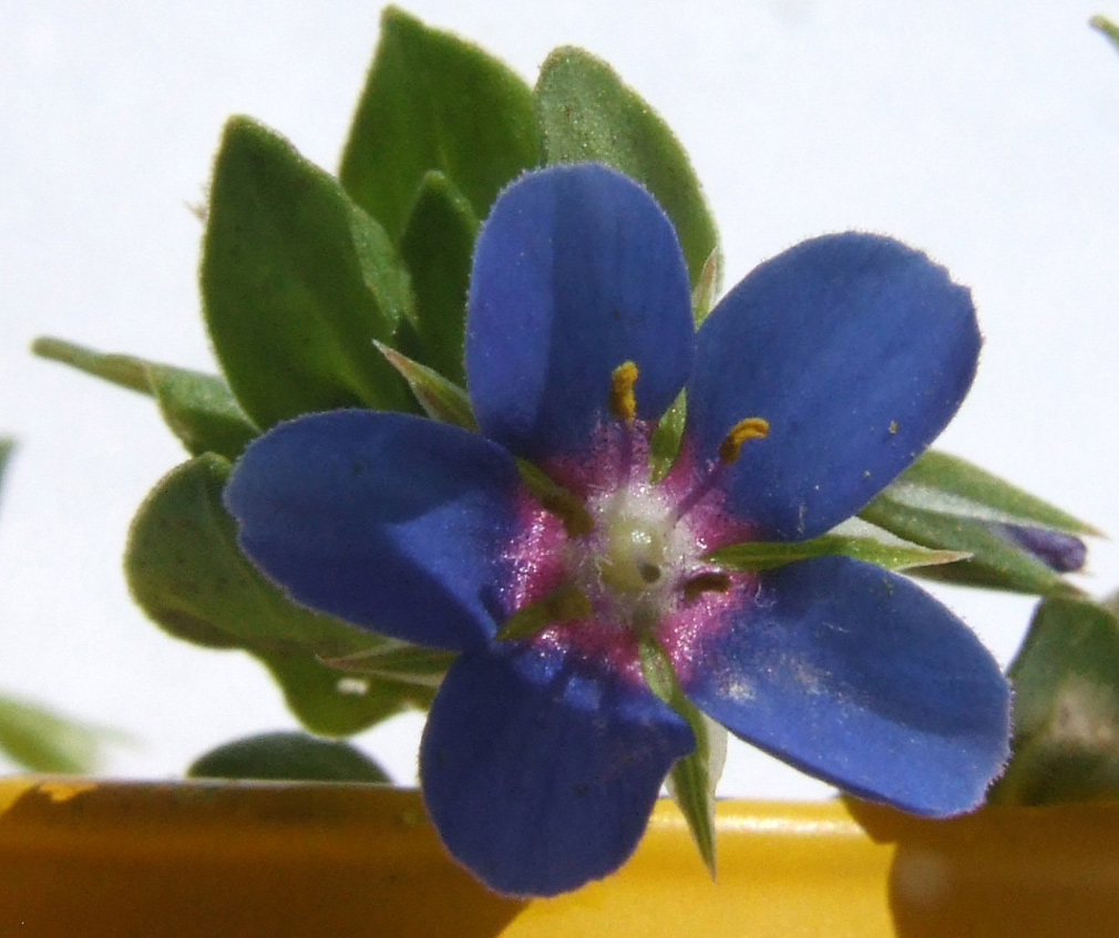 Non ti scordar di me