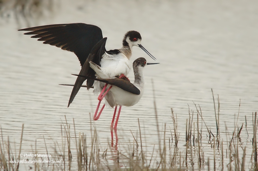 Cavalieri in intimit�