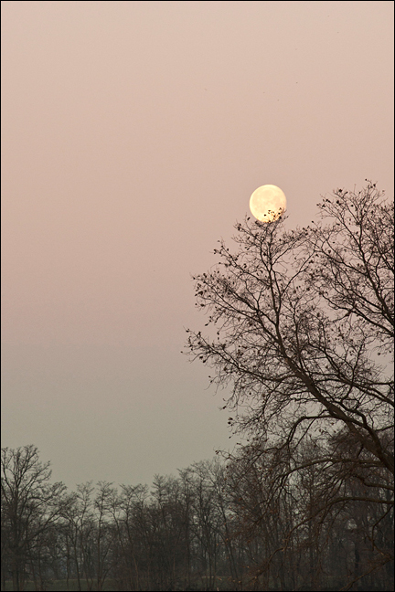 ...da un ramo all'altro