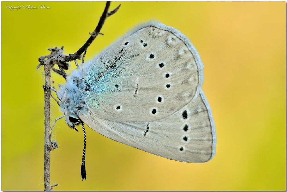 Glaucopsyche melanops